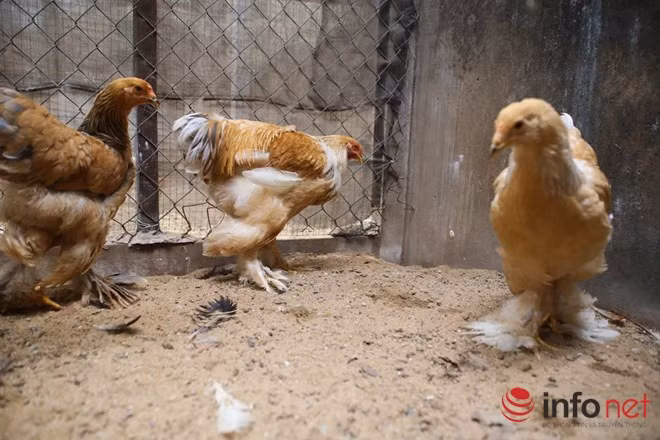 Trong khi đó, gà mái có màu phổ biến là màu nâu và màu trắng kem. Gà mái có lớp lông dày màu nâu sáng, ấp trứng tốt vào mùa đông.a