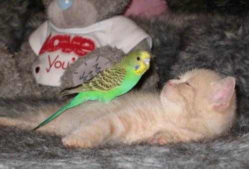 Chú mèo dễ thương này thậm chí còn để cả bạn chim nhảy lên bụng trong khi đang ngủ mà không hề khó chịu. (Nguồn Sina)