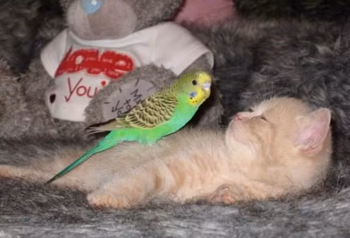 Chú mèo dễ thương này thậm chí còn để cả bạn chim nhảy lên bụng trong khi đang ngủ mà không hề khó chịu. (Nguồn Sina)