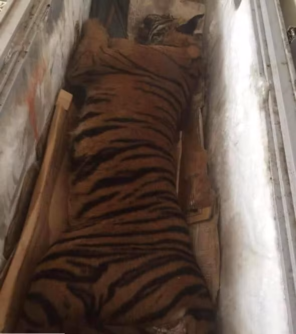 Cận cảnh một con hổ vằn đã chết đang được đưa về cơ sở nấu cao. Tại đây, nó sẽ bị lột da, róc thịt, tách xương, vặn răng thành từng bộ phận khác nhau và được bán luôn hoặc nấu thành cao dựa theo mục đích của người mua và người bán. Ảnh: Speakupforthevoiceless.org
