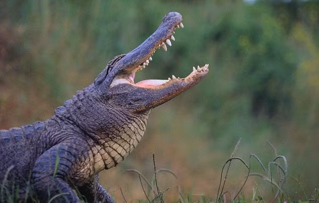 Ở dưới những con sông rộng uốn khúc trong những khu rừng rậm rạp, tổ tiên của loài cá sấu không có kẻ thù tự nhiên, chúng chính là bá chủ khu vực mình sinh sống. (Nguồn Sina)