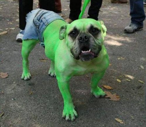 Không hề cầu kỳ, trang phục hóa trang Halloween của chú chó này vẫn gây ấn tượng mạnh. Sẵn cơ bắp cuồn cuộn, chú ta hóa thành người khổng lồ xanh với độc một chiếc quần jeans. (Nguồn List25)