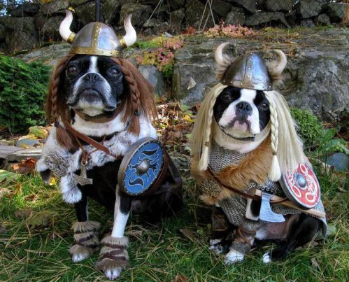 Chuẩn bị tỉ mỉ từng tiểu tiết, anh em chó diện phong cách Viking vô cùng bắt mắt. (Nguồn List25)