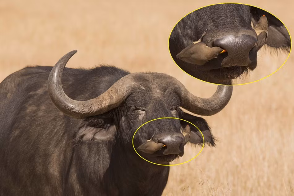 Chim sẻ châu Phi, có tên khoa học là Buphagus africanus, một loài chim trong họ Buphagidae. Tên gọi trong tiếng Anh của các loài trong họ này là Oxpecker (nghĩa đen là chim đậu lưng bò/trâu) hay tickbird (nghĩa đen là chim bắt ve). (Nguồn Sina)