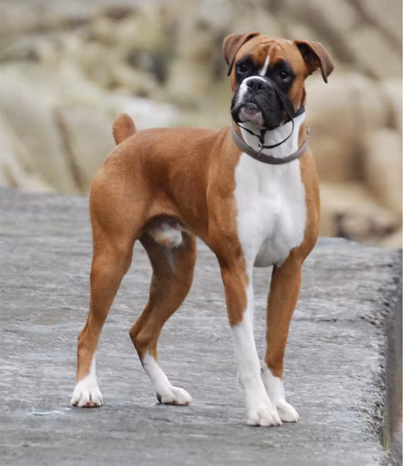 Tiếp theo là giống chó Boxer hay còn gọi là chó võ sĩ. Đây là một giống chó chọi có nguồn gốc từ châu Âu do lai tạo với chó Bun. Giống chó này có tên như môn thể thao đấm bốc vì chúng rất thích sử dụng hai chân trước như các võ sĩ quyền Anh, đặc biệt là khi chiến đấu. Chúng khá cứng đầu và bướng bỉnh, việc huấn luyện phải thực hiện từ khi còn nhỏ. Đã có khá nhiều vụ chó Boxer tấn công con người được ghi nhận.