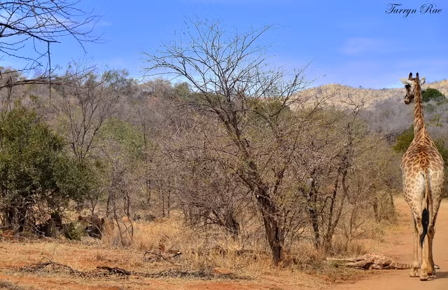 Thấy con mình nằm chờ chết trong khi những con sư tử ẩn nấp trong lùm cây gần đó, hươu cao cổ mẹ vô cùng đau lòng.