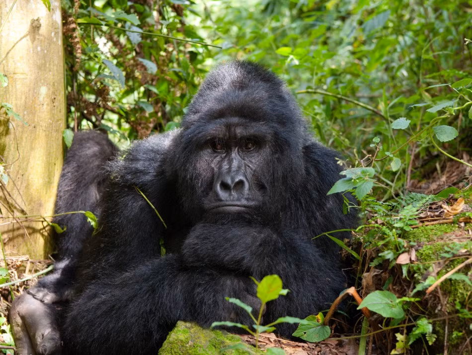 Rút kinh nghiệm từ đồng nghiệp trước đó, nhiếp ảnh gia Andrey Gudkov vội tránh xa, để lại con khỉ đột một mình trong không gian lãnh địa riêng của nó. (Nguồn Sina)