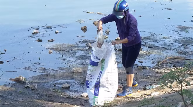 Một người không mặc áo đồng phục của Xí nghiệp thoát nước số 4 thu gom cá chết vào bao tải. (Ảnh chụp sáng 28/10 tại hồ Linh Đàm)