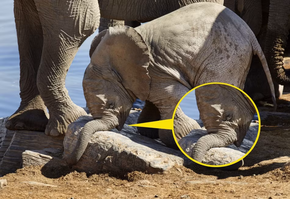 Học đòi theo các anh chị lớn ra bờ sông chơi, voi con ngã gập vòi do quá mải mê nhìn trên ngắm dưới. (Nguồn Sina)