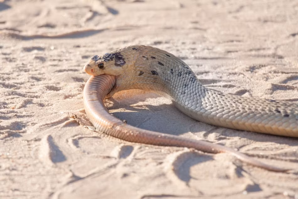 Nhiếp ảnh gia Thinus van Staden đã ghi lại được những hình ảnh rùng rợn về màn ăn thịt đồng loại của một con rắn nốt ruồi, một loài rắn thuộc họ rắn hổ tại công viên động vật hoang dã Kgalagadi Transfrontier, Nam Phi. (Nguồn Sina)