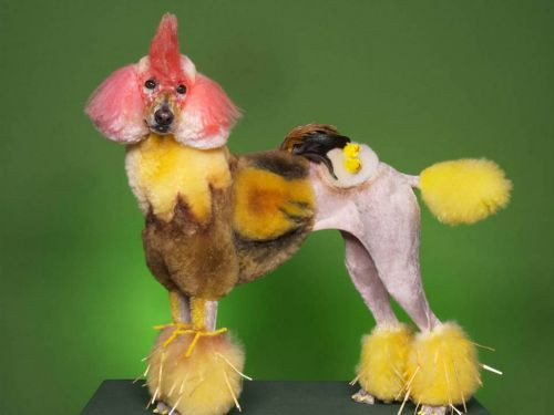 Halloween hóa trang thành gà, chú chó này khiến nhiều người không thể rời mắt bởi bộ lông quá độc đáo. (Nguồn List25)