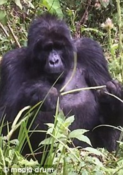 Rõ ràng, nó đã cho mọi người biết sự bực bội và không hài lòng của nó khi bị xâm nhập lãnh thổ. (Nguồn Dailymail)