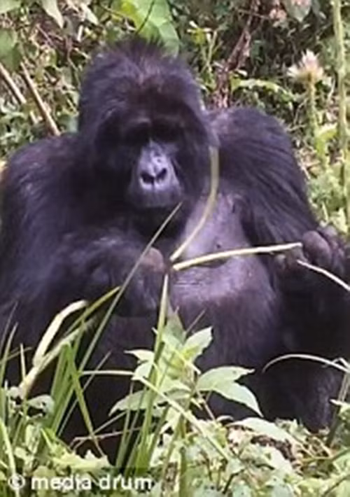 Rõ ràng, nó đã cho mọi người biết sự bực bội và không hài lòng của nó khi bị xâm nhập lãnh thổ. (Nguồn Dailymail)