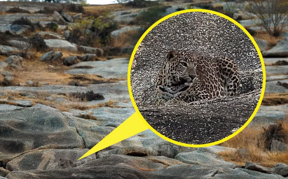 Giống như các đồng loại khác của mình, con báo đốm này cực giỏi trong việc tìm kiếm một môi trường hoàn hảo để hòa lẫn vào trong đó. (Nguồn Sina)