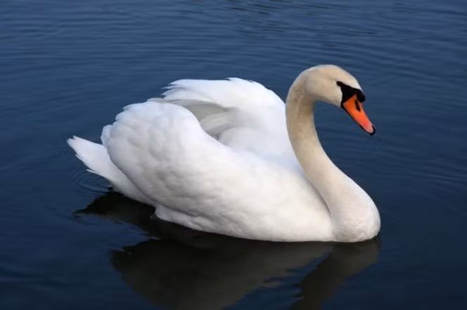  1. Thiên nga trắng. Không ai nghĩ rằng đây có thể là một sát thủ động vật có số má nhưng thực tế luôn tàn nhẫn. Mặc dù sở hữu vẻ ngoài đẹp lộng lẫy nhưng bất cứ ai đến quá gần loài động vật này đều đã lãnh đủ hậu quả của việc dại dột đó. Thiên nga trắng được ghi nhận là loài vật "thích" tấn công con người, làm lật ca nô và có thể gây ra những vết thương nặng. (Nguồn Boredomtherapy)