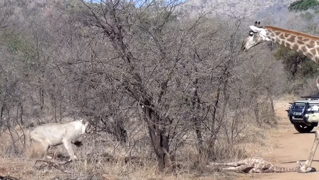 Tuy vậy, ngoài việc đi lại để bảo vệ con mình mỗi khi sư tử dò đến, hươu cao cổ mẹ bất lực, không thể giúp đỡ con.