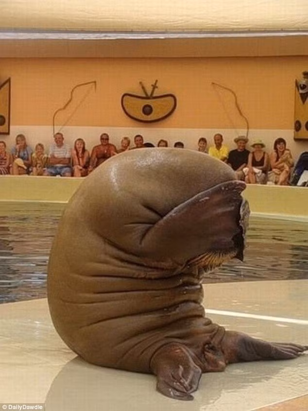 Hải cẩu choáng váng đầu óc sau khi tiệc tùng quá đà, nhất định không chịu biểu diễn. (Nguồn Sina)