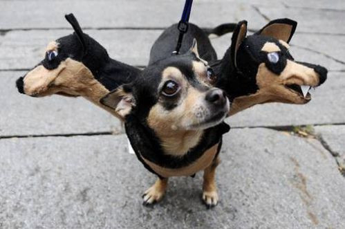 Ước mơ về một ngoại hình chất chơi, chú cho được chủ sắm ngay cho trang phục chó ba đầu cực ấn tượng. (Nguồn List25)