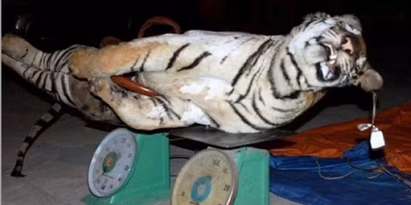 Hình ảnh kinh hoàng về một xác hổ vằn quý hiếm bị giết, mổ moi hết nội tạng và mua bán trái phép.