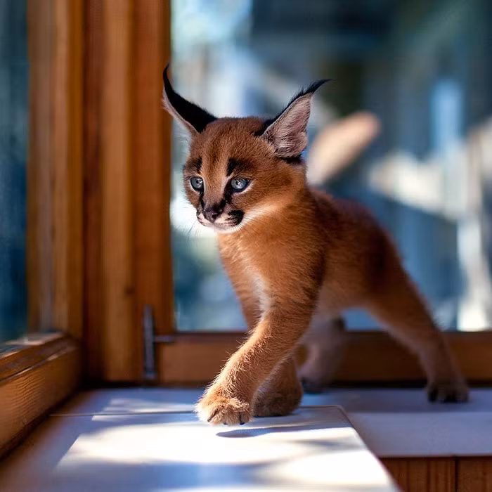 Caracals được gọi chính xác là linh miêu tai đen hay mãn rừng, là một sinh vật huyền thoại, thường xuất hiện trong tôn giáo thờ thần Mặt trời của Ai Cập. (Nguồn Bored Panda)