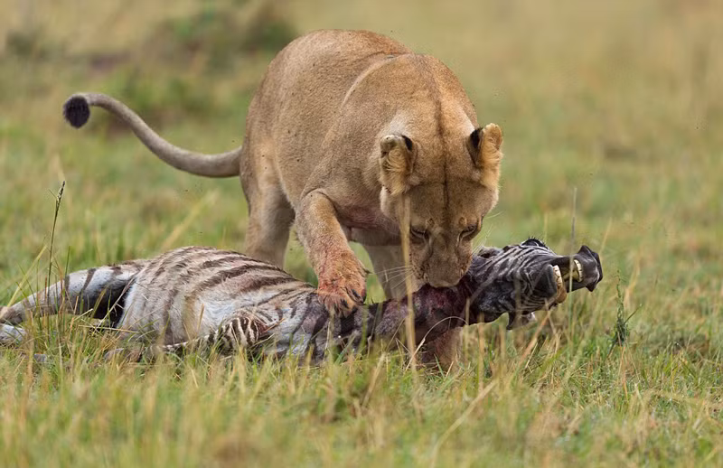 Sư tử châu Phi thường sống ở miền nam và miền trung châu Phi, nó có thể phát triển lên đến 6,5 feet (khoảng 1,98 mét). (Nguồn Sina)