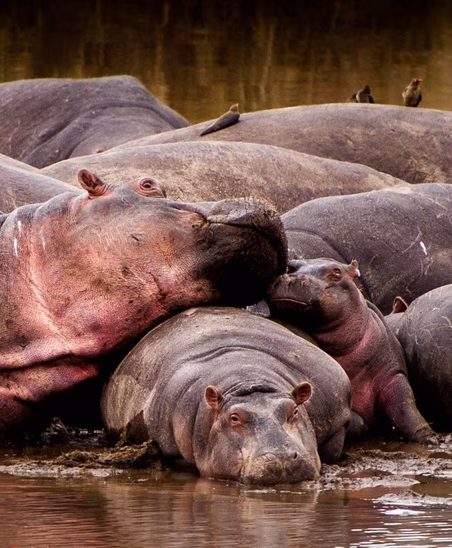 Đáng tiếc, chỉ một cái ngả đầu của hà mã trưởng thành, hà mã con lại trở về số phận bị "đỉnh thái sơn" đè lên. Ánh mắt "có thù tất báo" của con hà mã con khiến người xem không khỏi bật cười vì hài hước. (Nguồn Sina)