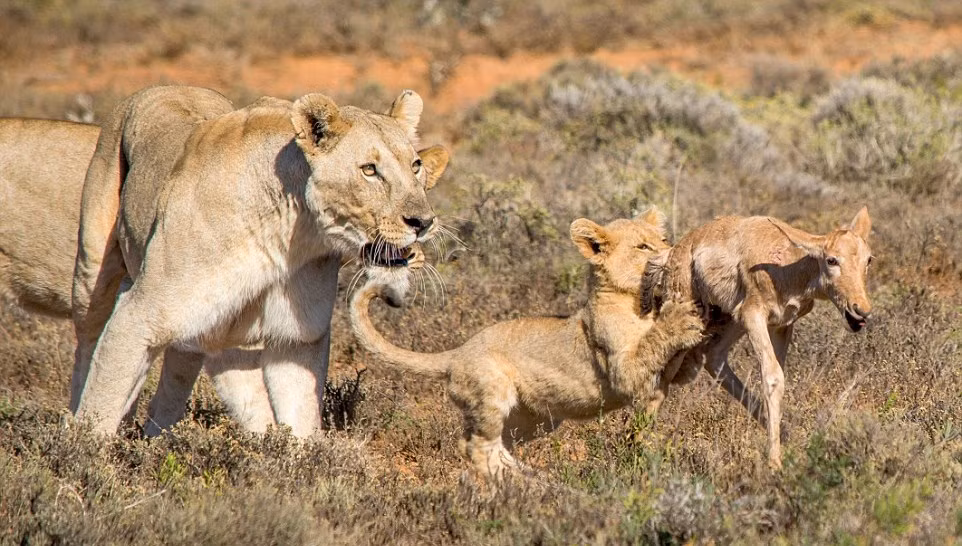 Thường là những con mồi đã bị mẹ và các anh chị vồ trúng, không thể chạy thoát, chỉ còn cách chịu trận, làm mục tiêu sống cho sư tử con tập săn. (Nguồn Sina)