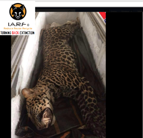 Không chỉ có hổ vằn, báo hoa mai cũng lọt vào danh sách tử thần này, có chung số phận tương tự giống như người họ hàng trong họ Mèo lớn của chúng. Ảnh: Speakupforthevoiceless.org