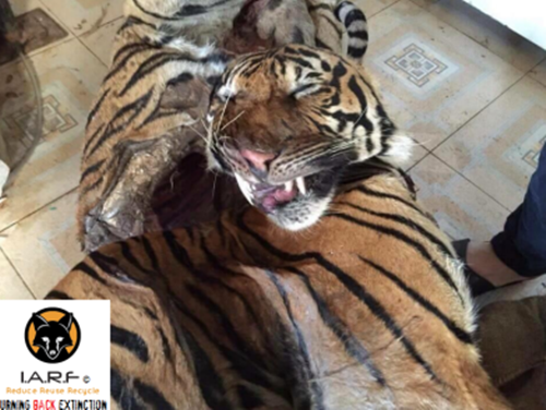 Tất nhiên, những mãnh thú như hổ, báo và một số động vật quý hiếm khác đều được mua bán và trao tay một cách trái phép, lén lút. Chúng được cho là vận chuyển từ Trung Quốc, Thái Lan, Lào và cả châu Phi vào Việt Nam thông qua nhiều con đường khác nhau. Ảnh: Speakupforthevoiceless.org