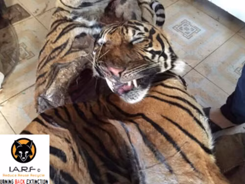 Tất nhiên, những mãnh thú như hổ, báo và một số động vật quý hiếm khác đều được mua bán và trao tay một cách trái phép, lén lút. Chúng được cho là vận chuyển từ Trung Quốc, Thái Lan, Lào và cả châu Phi vào Việt Nam thông qua nhiều con đường khác nhau. Ảnh: Speakupforthevoiceless.org