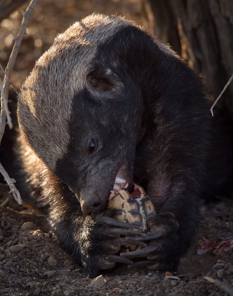 Qua bi kịch này, chắc chắn loài rùa cũng sẽ học được rằng không phải cứ có một lớp phòng vệ kiên cố, bạn sẽ được an toàn, sở hữu một chiếc mai cứng cáp đôi khi là vô dụng khi gặp đối thủ hung hãn và đáng sợ. (Nguồn Sina)