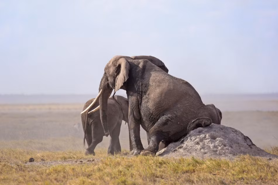 Mặc dù sở hữu một cái vòi dài với hàng chục ngàn loại cơ nhưng những con voi khổng lồ lại không thể xoay mình và giải tỏa cơn ngứa ở những nơi nhạy cảm. Chính vì thế, chúng bị bắt gặp làm ra những động tác xấu hổ như thế này, dùng gò kiến để gãi mông. (Nguồn Sina)