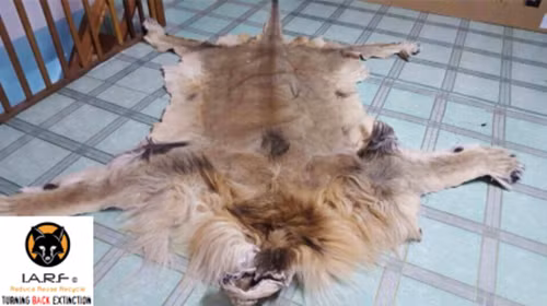 Sư tử, loài động vật quý hiếm được cho vận chuyển từ châu Phi về cũng bị giết và lột da một cách đầy đau đớn và rao bán với giá trên trời tại Việt Nam. Ảnh: Speakupforthevoiceless.org