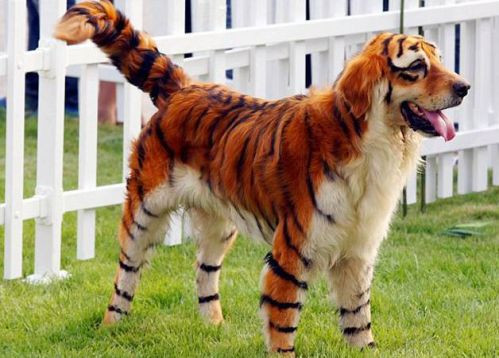 Phấn khích với bộ lông mới, chú chó đang mường tượng mình chính là bản sao của chúa sơn lâm. (Nguồn List25)