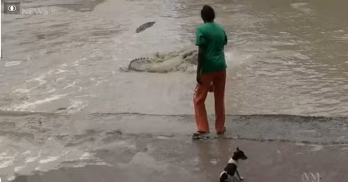 Đáng ngạc nhiên là khi thấy thái độ hung hăng và chiếc dép tông giơ cao của người phụ nữ, con cá sấu quay người bỏ chạy nhanh chóng, không một lần quay đầu lại. (Nguồn Sina)