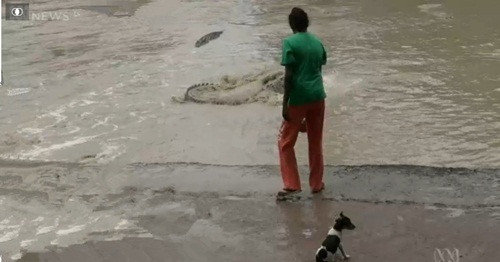 Đáng ngạc nhiên là khi thấy thái độ hung hăng và chiếc dép tông giơ cao của người phụ nữ, con cá sấu quay người bỏ chạy nhanh chóng, không một lần quay đầu lại. (Nguồn Sina)