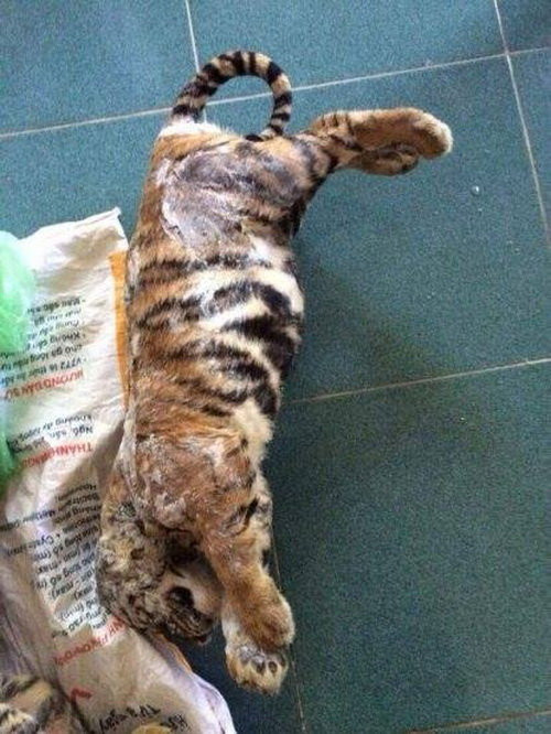 Việc buôn lậu, săn giết, mua bán trái phép động vật hoang dã quý hiếm như hổ, báo, gấu, khỉ... là nguyên nhân chính dẫn đến tình trạng suy giảm nghiêm trọng cá thể động vật hoang dã trong tự nhiên của Việt Nam cũng như các nước trong khu vực.