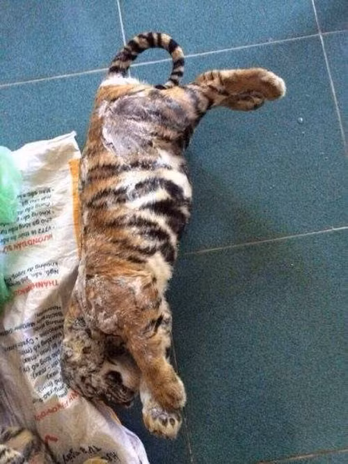 Việc buôn lậu, săn giết, mua bán trái phép động vật hoang dã quý hiếm như hổ, báo, gấu, khỉ... là nguyên nhân chính dẫn đến tình trạng suy giảm nghiêm trọng cá thể động vật hoang dã trong tự nhiên của Việt Nam cũng như các nước trong khu vực.