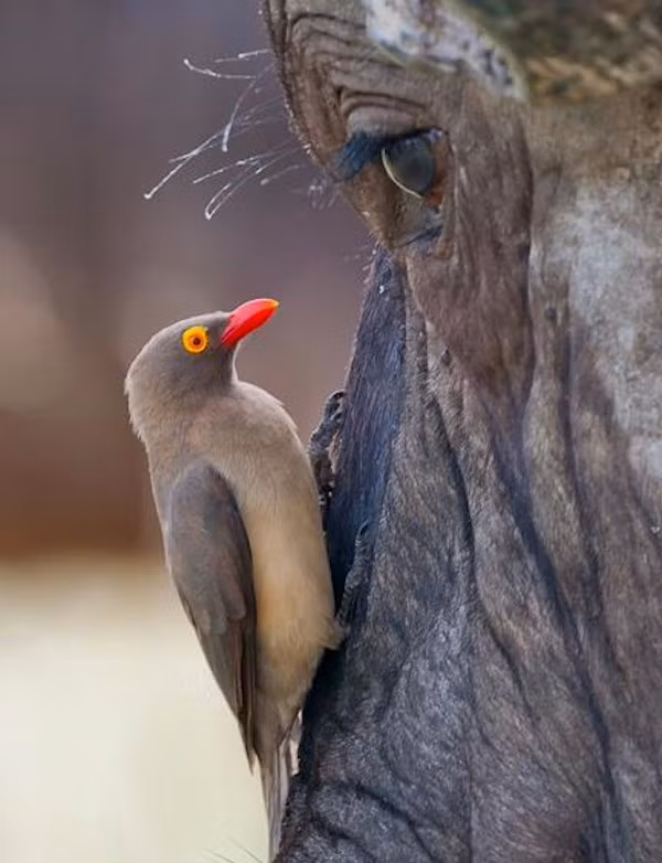 Một số động vật chủ tỏ ra khó chịu trước sự hiện diện của chim Buphagus africanus. Voi và một số loài linh dương sẽ tích cực tìm cách xua đuổi loài chim này khi chúng có ý định sà xuống. (Nguồn Sina)