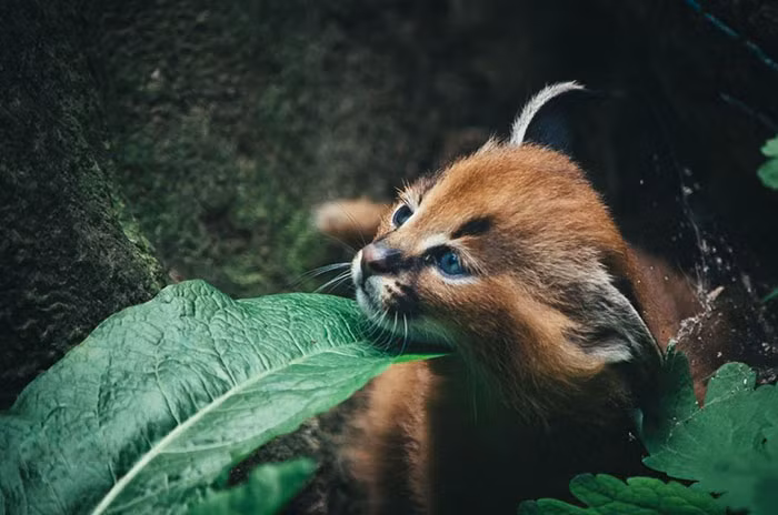 Được cho là một loài dễ dàng thuần hóa và nuôi như thú cưng, linh miêu tai đen đang được nhiều người yêu động vật săn lùng. Chúng cũng được giao phối với mèo nhà nhằm lai tạo ra một loài mèo mới. (Nguồn Bored Panda)