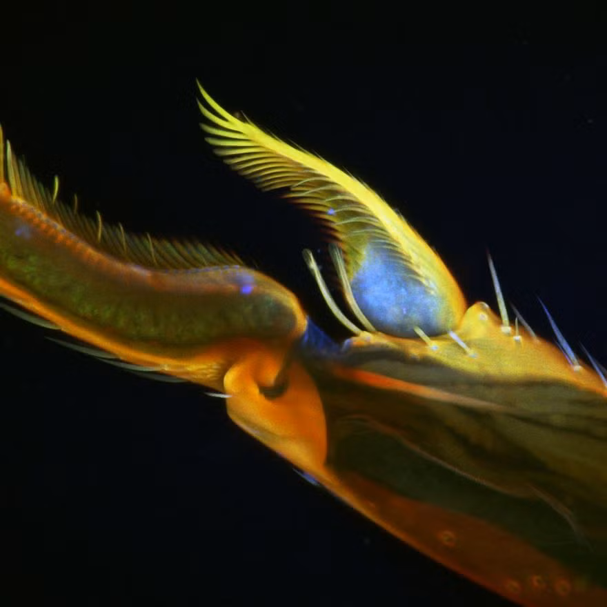 Chân của loài kiến đẹp tựa như một tác phẩm nghệ thuật hoàn mỹ. (Nguồn Bored Panda)