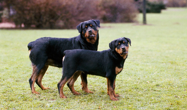 Đứng đầu danh sách những giống chó nhập ngoại nguy hiểm là giống chó Rottweiler, hay còn gọi là rốt hoặc rotti, có nguồn gốc từ Đức. Đây là một giống chó chăn gia súc nhưng thường được huấn luyện để trở thành chó nghiệp vụ. Hành vi nguy hiểm tiềm tàng trong Rottweilers thường do sự vô trách nhiệm, lạm dụng, bỏ bê, thiếu huấn luyện của con người. Sức mạnh của Rottweiler là rất đáng sợ vì lực cắn của chúng có thể lên đến 136kg.