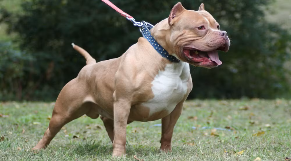 Pit bull là giống chó dữ, hiếu chiến, bền bỉ, gan lỳ được mệnh danh là sát thủ máu lạnh hay còn được gọi là chó chiến binh hay võ sĩ giác đấu. Đây giống chó nhập ngoại có nguồn gốc từ Mỹ, đặc tính rất hung dữ và hiếu chiến. Nếu không được huấn luyện cẩn thận, Pit bull có thể gây ra những cuộc tấn công đẫm máu, kể cả với chủ của mình.