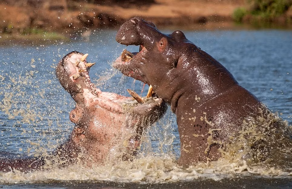 Với sức mạnh và sự hung dữ của nó, hà mã luôn có thể nghiền nát cả những con thuyền nhỏ. (Nguồn Dailymail)