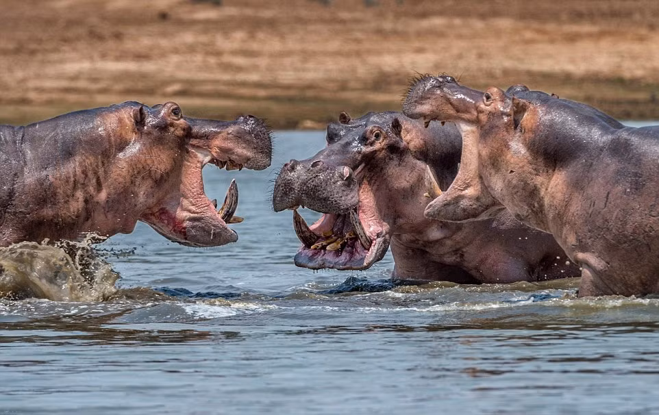 Tuy vậy, những cuộc kịch chiến của hà mã thường là những trận đấu tay đôi vô cùng bạo lực chứ không phải là trận ẩu đả tay ba kỳ lạ như thế này. (Nguồn Dailymail)