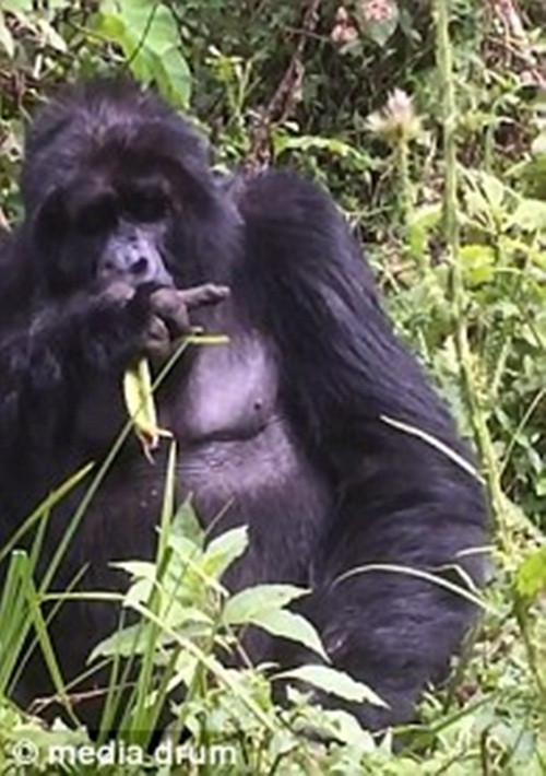 Được biết, con khỉ đột này thuộc loài Silverback Gorilla, là một chi linh trưởng thuộc Họ người, động vật ăn cỏ sống trong rừng rậm Châu Phi, là giống lớn nhất trong bộ linh trưởng còn tồn tại. (Nguồn Dailymail)