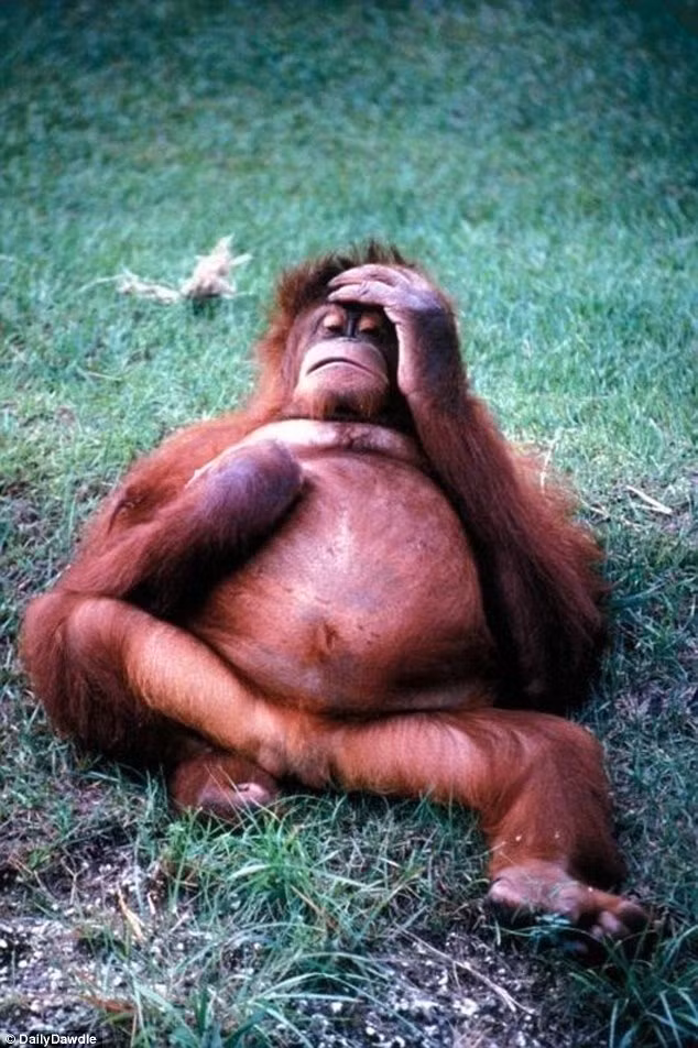 Đười ươi chán nản không thèm che mặt khi bị phát hiện vừa tỉnh giấc sau cơn say. (Nguồn Sina)