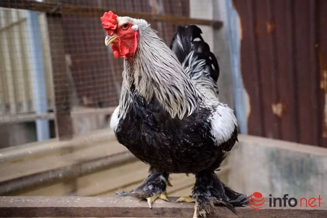 Lông phủ kín cơ thể xuống tận móng chân,nhìn tổng thể như con Kỳ lân hơn là một chú gà.a