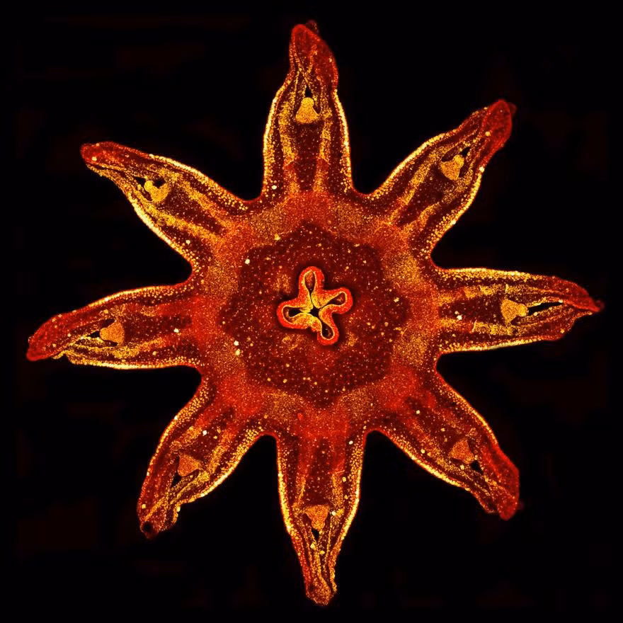 Phía dưới một con sứa. (Nguồn Bored Panda)