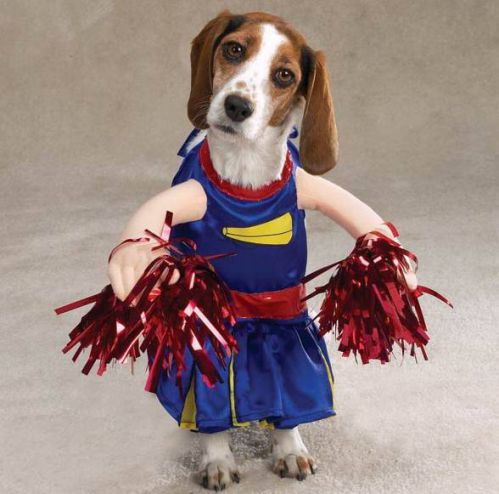 Vẻ mặt ngây ngô của cô chó trong trang phục hoạt náo viên khiến nhiều người không khỏi bật cười vì quá đáng yêu. (Nguồn List25)